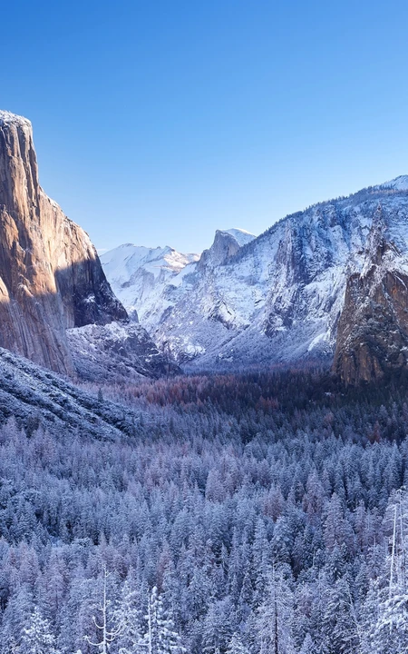 冬季的树林，雪覆盖在树叶上的树林峡谷风景手机壁纸