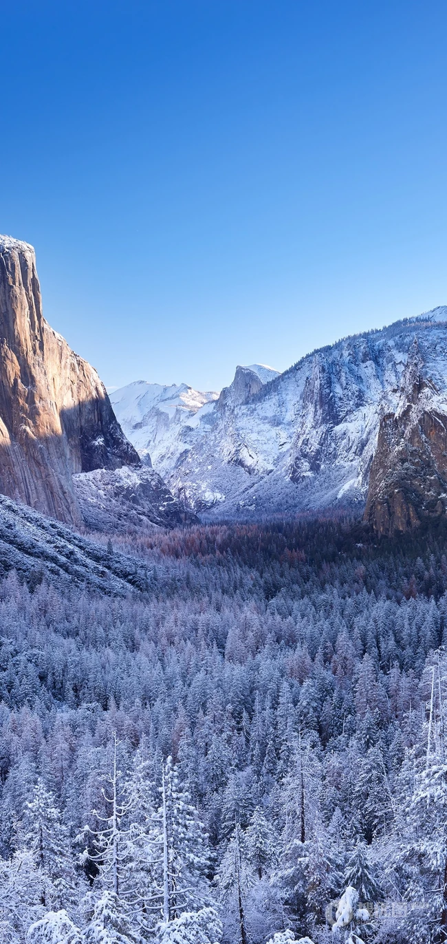 冬季的树林，雪覆盖在树叶上的树林峡谷风景手机壁纸