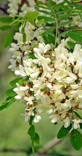 清新淡雅的白色槐花（洋槐花）高清图片