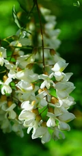 清新淡雅的白色槐花（洋槐花）高清图片