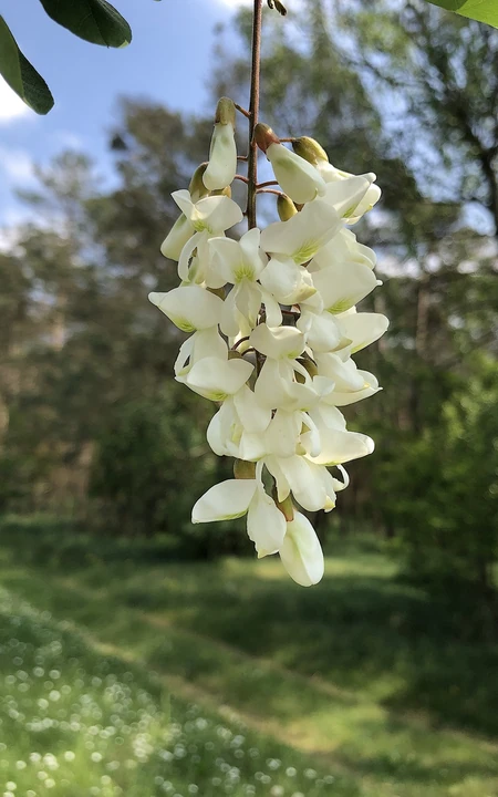 清新淡雅的白色槐花（洋槐花）高清图片