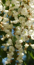 清新淡雅的白色槐花（洋槐花）高清图片