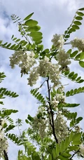 清新淡雅的白色槐花（洋槐花）高清图片
