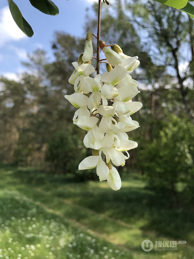 清新淡雅的白色槐花（洋槐花）高清图片