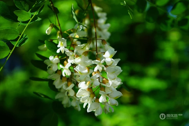清新淡雅的白色槐花（洋槐花）高清图片