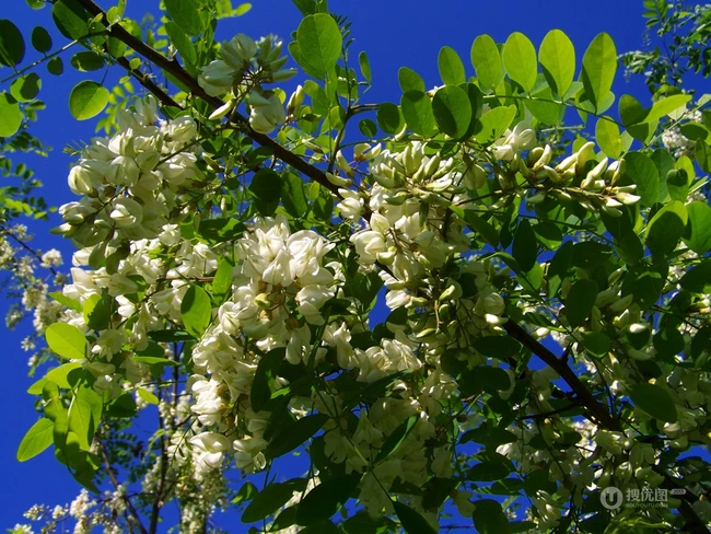 清新淡雅的白色槐花（洋槐花）高清图片
