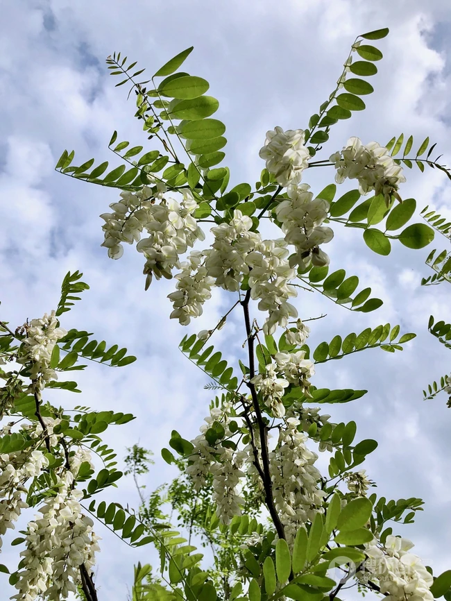 清新淡雅的白色槐花（洋槐花）高清图片