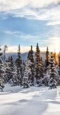 冰天雪地中，堆满积雪的云杉树木景色图片