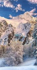 冰天雪地中，堆满积雪的云杉树木景色图片
