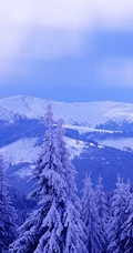 冰天雪地中，堆满积雪的云杉树木景色图片