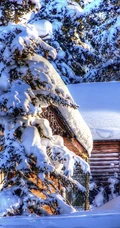 冰天雪地中，堆满积雪的云杉树木景色图片