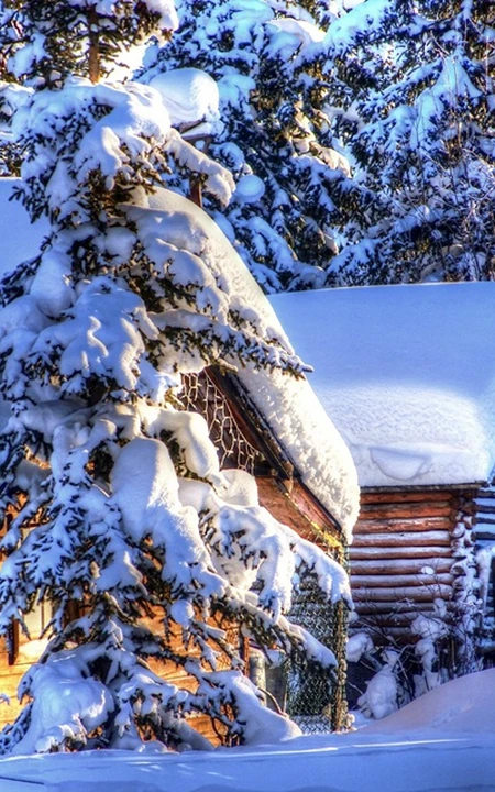 冰天雪地中，堆满积雪的云杉树木景色图片