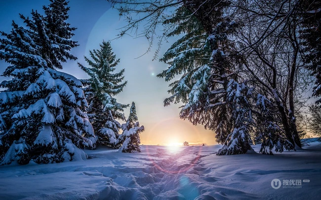 冰天雪地中，堆满积雪的云杉树木景色图片