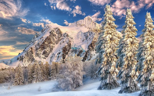 冰天雪地中，堆满积雪的云杉树木景色图片