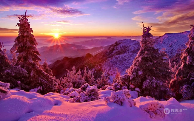 冰天雪地中，堆满积雪的云杉树木景色图片
