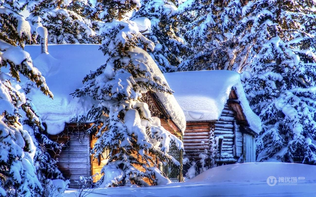 冰天雪地中，堆满积雪的云杉树木景色图片