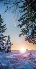 冰天雪地中，堆满积雪的云杉树木景色图片