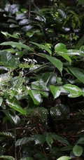 清香藤，野外自然生长，根茎可入药的清香藤高清图片