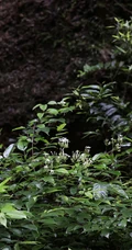 清香藤，野外自然生长，根茎可入药的清香藤高清图片
