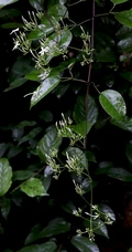 清香藤，野外自然生长，根茎可入药的清香藤高清图片