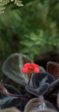 长着红色小花的常绿多年生蔓性草本植物喜萌花（红桐草）高清图片
