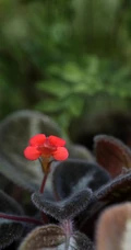 长着红色小花的常绿多年生蔓性草本植物喜萌花（红桐草）高清图片