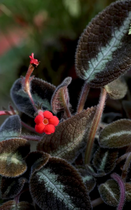 长着红色小花的常绿多年生蔓性草本植物喜萌花（红桐草）高清图片