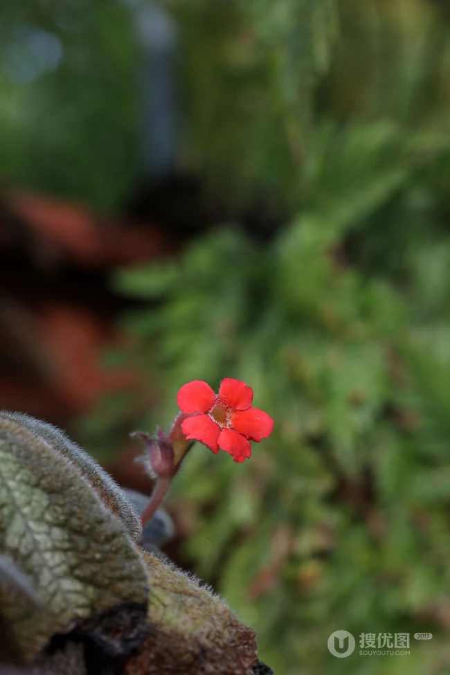 长着红色小花的常绿多年生蔓性草本植物喜萌花（红桐草）高清图片