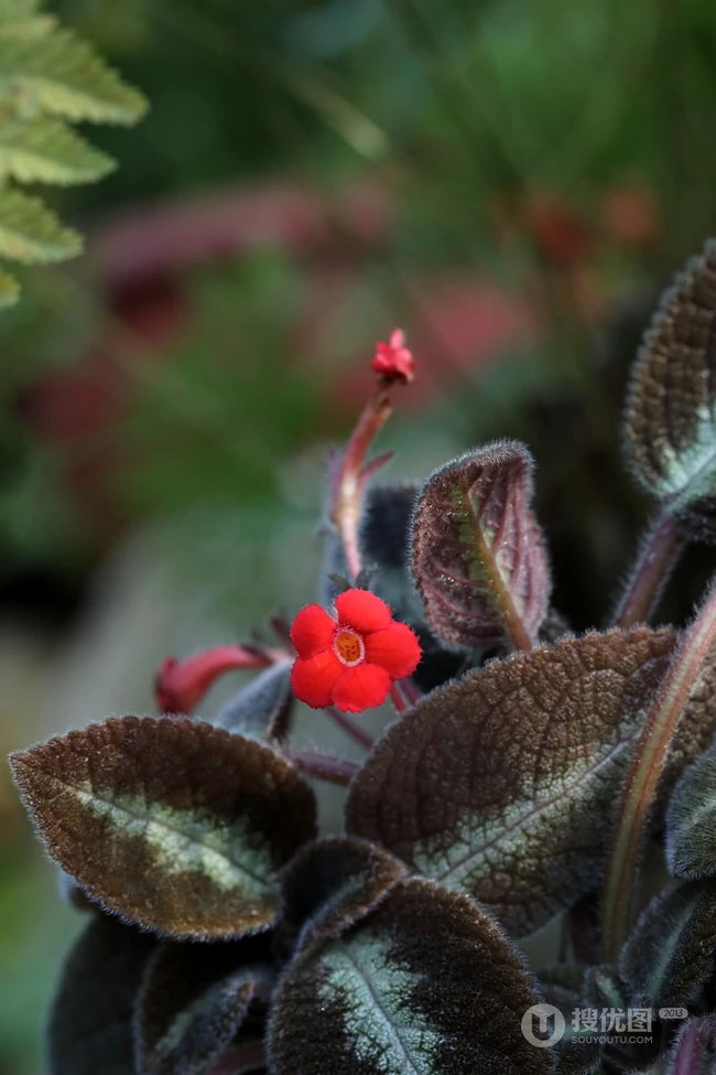 长着红色小花的常绿多年生蔓性草本植物喜萌花（红桐草）高清图片