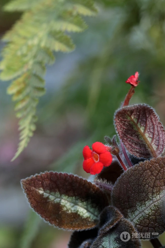 长着红色小花的常绿多年生蔓性草本植物喜萌花（红桐草）高清图片