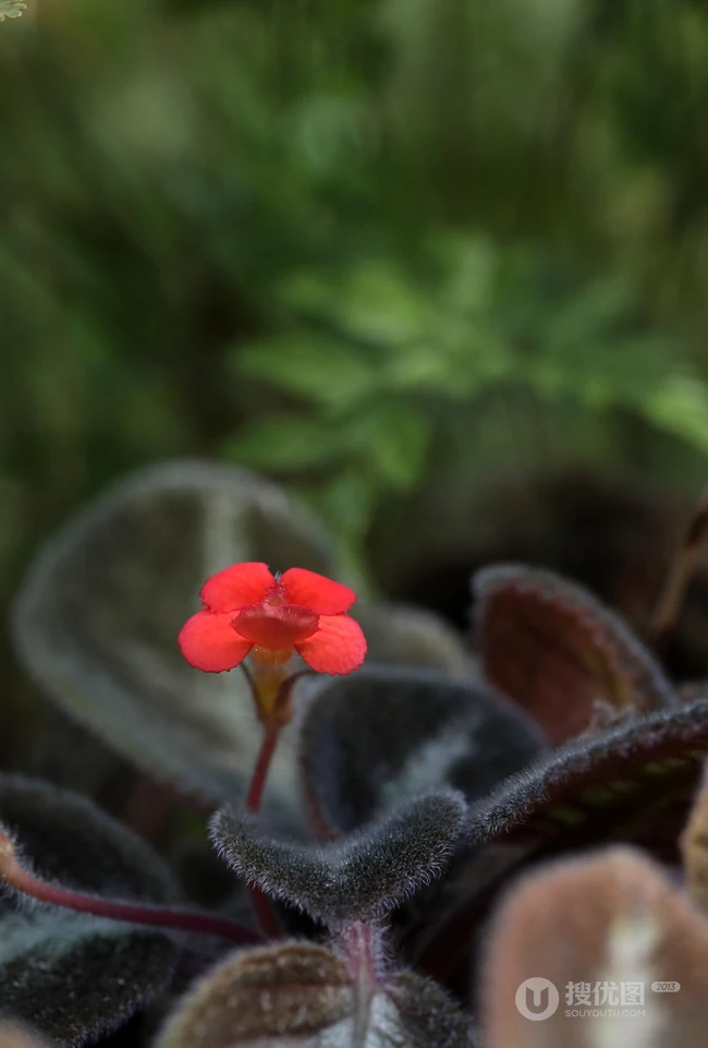 长着红色小花的常绿多年生蔓性草本植物喜萌花（红桐草）高清图片