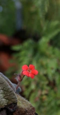 长着红色小花的常绿多年生蔓性草本植物喜萌花（红桐草）高清图片