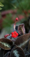 长着红色小花的常绿多年生蔓性草本植物喜萌花（红桐草）高清图片
