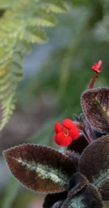 长着红色小花的常绿多年生蔓性草本植物喜萌花（红桐草）高清图片