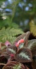 长着红色小花的常绿多年生蔓性草本植物喜萌花（红桐草）高清图片