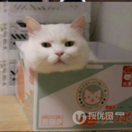 可爱，沙雕，搞笑，萌萌的猫咪，狗狗，羊等动物宠物头像图片