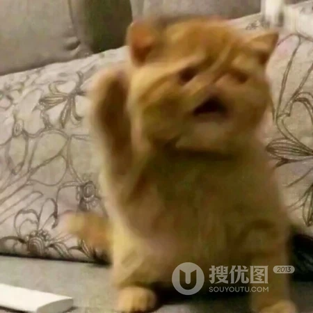 可爱，沙雕，搞笑，萌萌的猫咪，狗狗，羊等动物宠物头像图片