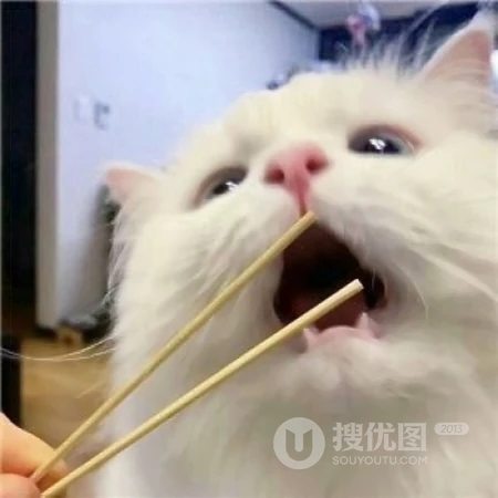 可爱，沙雕，搞笑，萌萌的猫咪，狗狗，羊等动物宠物头像图片