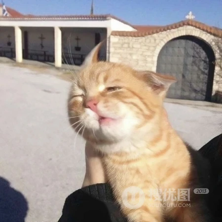可爱，沙雕，搞笑，萌萌的猫咪，狗狗，羊等动物宠物头像图片