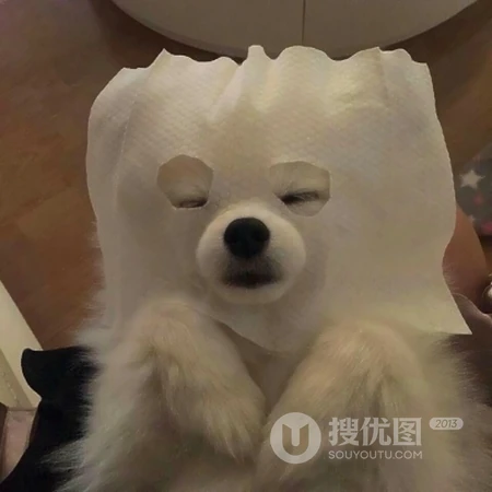 可爱，沙雕，搞笑，萌萌的猫咪，狗狗，羊等动物宠物头像图片