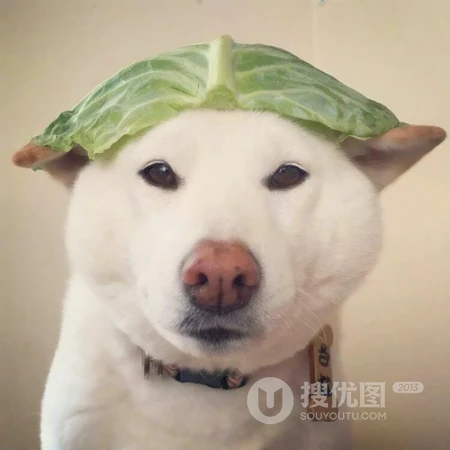 可爱，沙雕，搞笑，萌萌的猫咪，狗狗，羊等动物宠物头像图片
