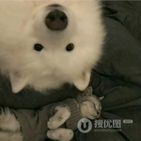 可爱，沙雕，搞笑，萌萌的猫咪，狗狗，羊等动物宠物头像图片