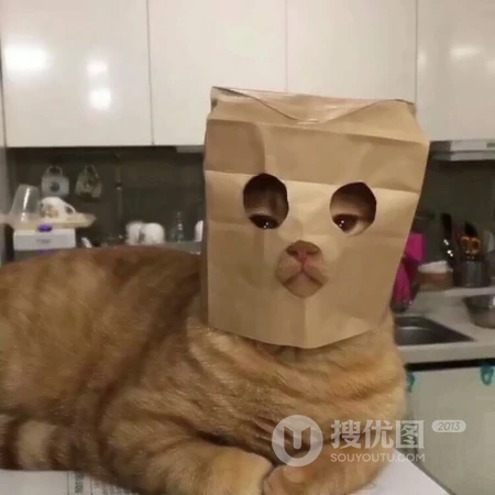 可爱，沙雕，搞笑，萌萌的猫咪，狗狗，羊等动物宠物头像图片