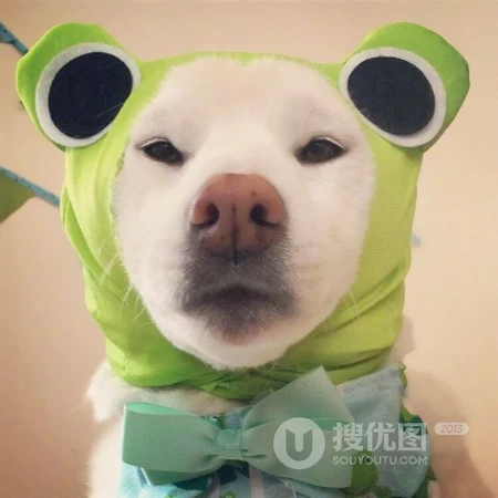 可爱，沙雕，搞笑，萌萌的猫咪，狗狗，羊等动物宠物头像图片