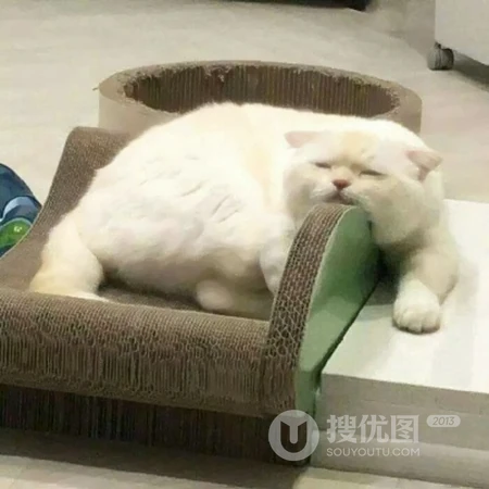 可爱，沙雕，搞笑，萌萌的猫咪，狗狗，羊等动物宠物头像图片