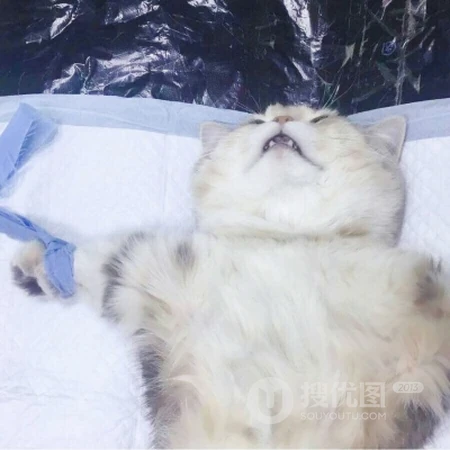 可爱，沙雕，搞笑，萌萌的猫咪，狗狗，羊等动物宠物头像图片