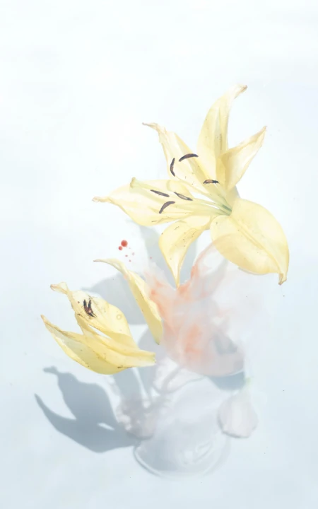 纯净无暇的百合花唯美摄影手机壁纸