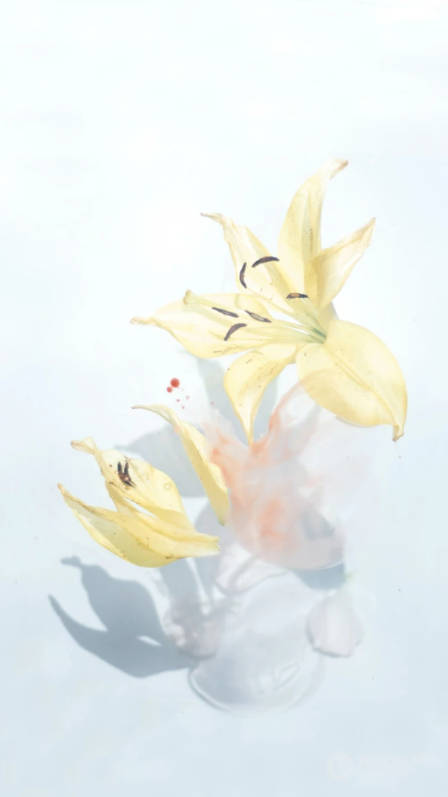 纯净无暇的百合花唯美摄影手机壁纸
