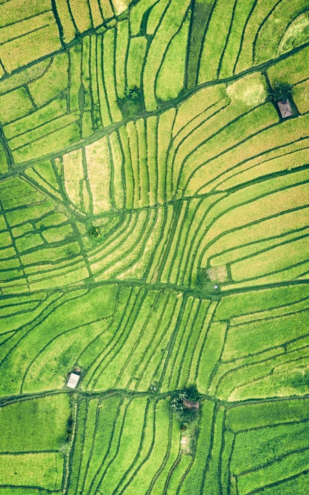 绿色护眼，高空航拍绿油油的稻田风景