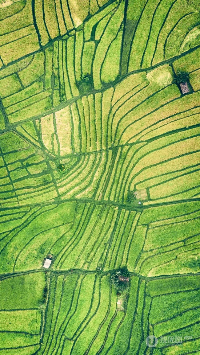 绿色护眼，高空航拍绿油油的稻田风景